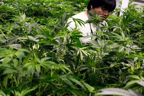 image: Growth technician Mike Lottman moves through the marijuana plants in a medical marijuana center in Denver, April 2, 2012. 