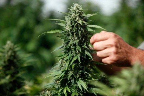Worker touches cannabis plant at a growing facility near the northern city of Safed