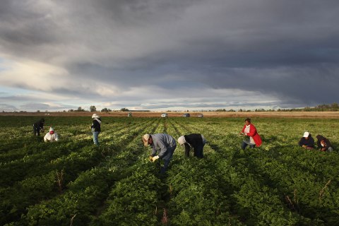 Colorado Farm Suffers As Immigrant Workforce Diminishes
