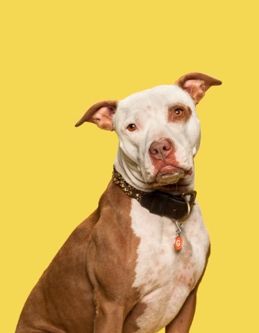 The Great Pit Bull Makeover | TIME.com