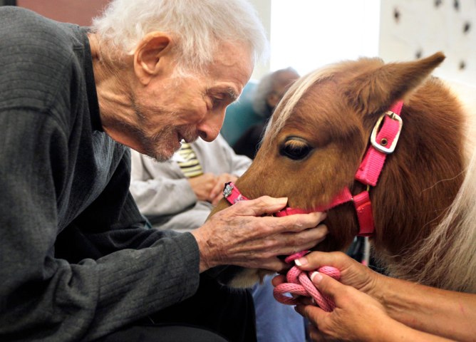 Jack Cutler smiles as he pets Tootsie, a miniature horse, at the Total Life adult day care center at Bond Park in Cary, N.C., on Oct. 24, 2012. With their calm personalities and small size, Tootsie and her companion Carmen (not pictured) work well as therapy animals. Owner Sandy Spooner co-founded Horse Hugs as way to showcase their unique ability to help patients in hospitals, nursing homes and assisted care facilities deal with pain, loneliness and depression.