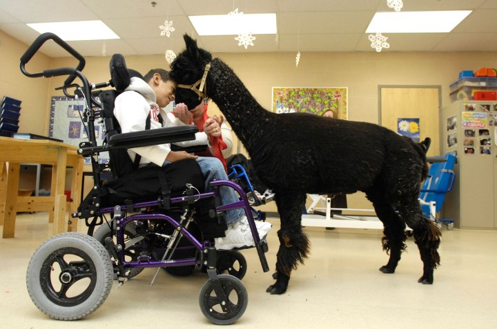 9-year-old  Juwann Pemberton snuggles with a 4-year-old alpaca named Ozzy as animal assisted therapist, Nancy Hutchinson, feeds him from her hand at the Bobby Orr public school in Oshawa.