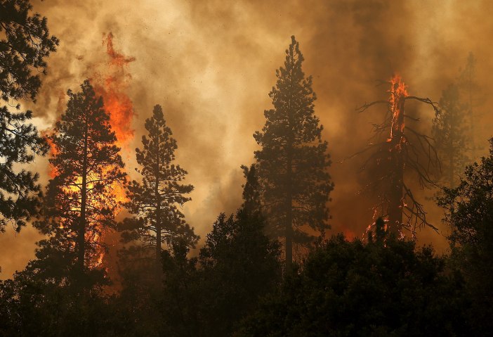Rim Fire consumes trees on Aug. 24, 2013 near Groveland, Calif. The fire continues to burn out of control and threatens 4,500 homes outside of Yosemite National Park. Over 2,000 firefighters are battling the blaze that has entered a section of Yosemite National Park and is currently 5 percent contained.  