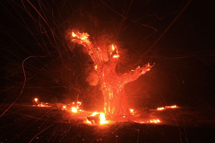 Wind-blown embers fly from an ancient oak tree that burned in the Silver Fire near Banning, California.