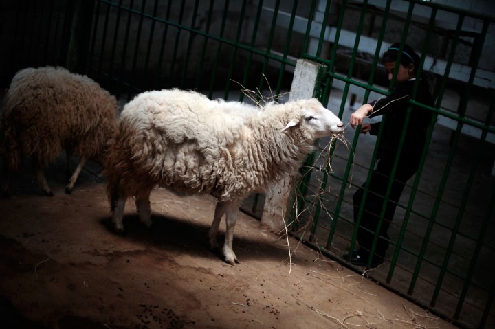 A girl feeds a sheep during a visit to the ìWay Biî interactive farm in Tecpan, Chimaltenango region, 88 km from Guatemala City, on July 19, 2012. This trip was organised by the Meritorious Committee for the Blind and Deaf of Guatemala and the farm for 58 children, who are either visually impaired or deaf, to participate in an Animal Assisted Therapy session in hopes to help them develop skills to integrate socially.
