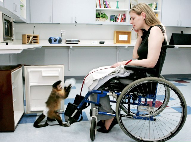 Toby, a 10-year-old capuchin monkey, retrieves a bottle from inside a closed refrigerator for her trainer Alison Payne, as she trains in the tasks that monkeys provide for the disabled at the "Helping Hands: Monkey Helpers for the Disabled" organization's "monkey college" facility in the Brighton section of Boston, on May 7, 2004. The organization, which has already trained more than 93 monkeys to live with and assist severely disabled or paralyzed people, hopes to enroll hundreds of new student monkeys in its 2-3 year "monkey college" training program.