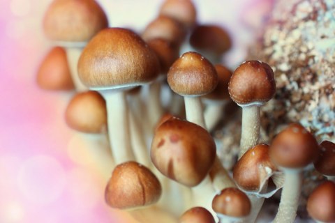 Psilocybe cubensis aka Magic Mushroom
