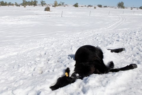 A cow that died in the autumn blizzard lies in the snow along Highway 34 east of Sturgis, S.D., on Oct. 7, 2013.