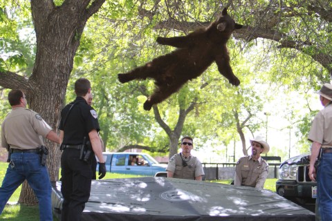 YE Top TaA bear that wandered into the University of Colorado Boulder, Colo., dorm complex Williams Village falls from a tree after being tranquilized by Colorado wildlife officials, April 26, 2012.en Photos Tranquilized Bear