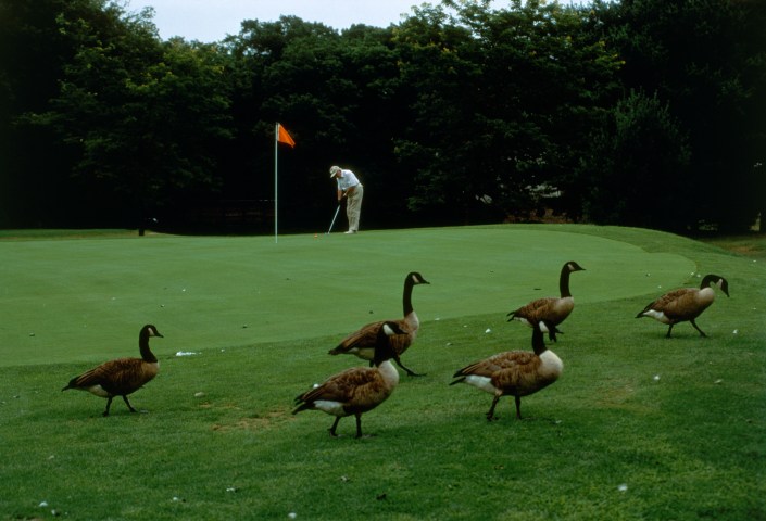 Canadian geese walk across a golf course.