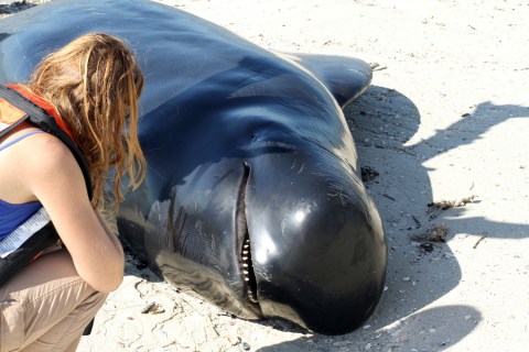 A National Park Services volunteer looks over a dead pilot whale as it lies on the beach in the Florida Everglades in this handout photo