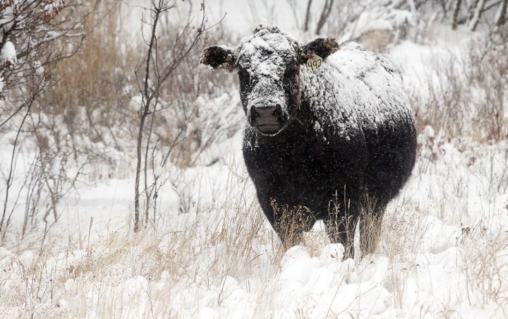 A snow-covered cow munches on grass in Beaver Creek Park south of Havre, Mont., on Dec. 3, 2013.