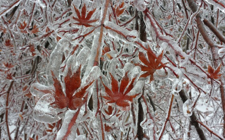 A layer of ice coats the leaves of a Japanese maple tree after an ice storm in Toronto, on Dec. 22, 2013.