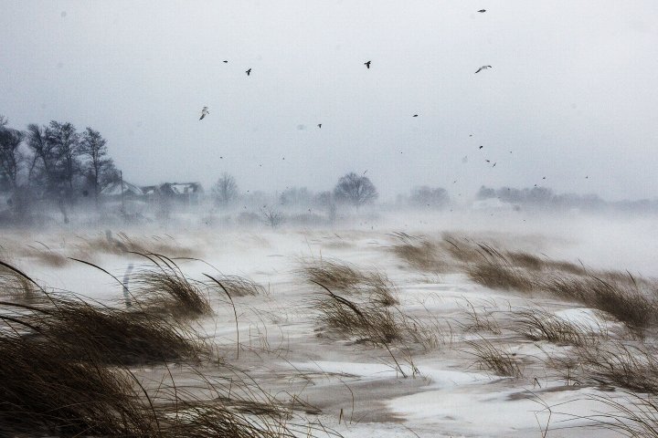 Birds fly over the snow covered grassy hills along South Beach in South Haven, Mich., Jan. 7, 2014.